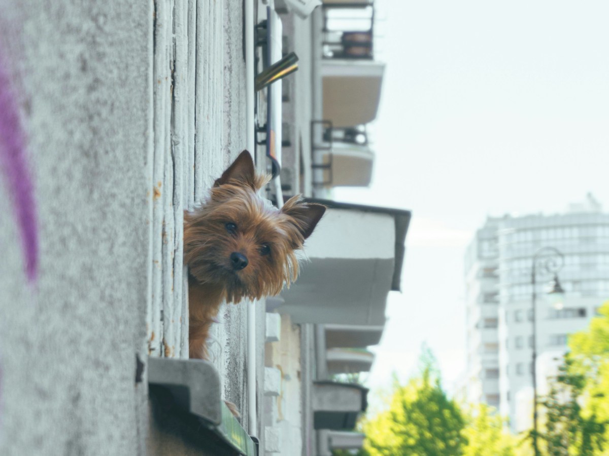 The Secret Life of Urban Dogs: Why They Need More Than Just a&nbsp;Walk