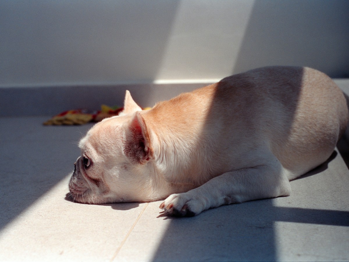 5 Signs Your Dog Is Bored (And How to Fix&nbsp;It)