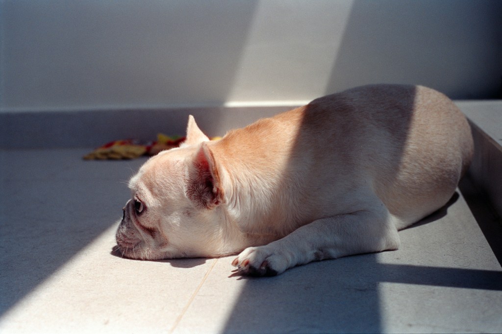 5 Signs Your Dog Is Bored (And How to Fix&nbsp;It)